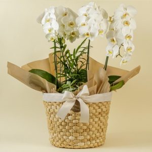 Cesta grande com 02 vasos de orquídeas e mini suculentas