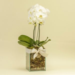 Vaso de vidro com orquídea 02 hastes
