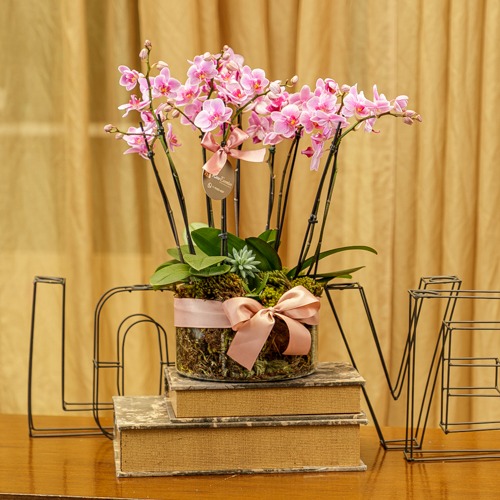 Vaso de vidro com Mini Orquidea